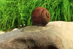 《昆虫总动员》177集动画全集