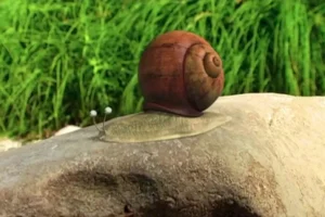 《昆虫总动员》177集动画全集