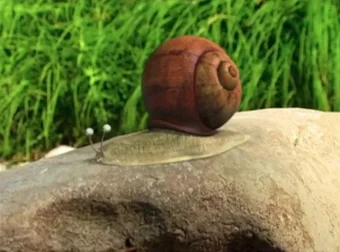 《昆虫总动员》177集动画全集