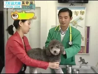 狗狗训练全攻略：140节专业训犬课程