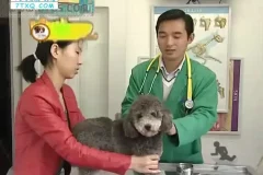 狗狗训练全攻略：140节专业训犬课程