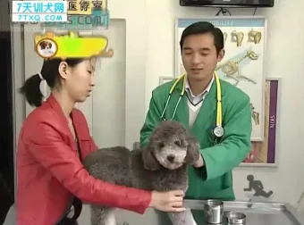 狗狗训练全攻略：140节专业训犬课程