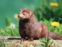 伯吉斯动物童话故事《水貂比利》24集