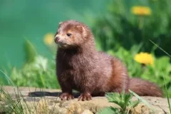 伯吉斯动物童话故事《水貂比利》24集