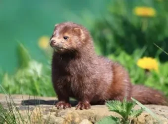 伯吉斯动物童话故事《水貂比利》24集