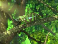 斑马百科：非洲动物世界探秘