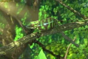 斑马百科：非洲动物世界探秘