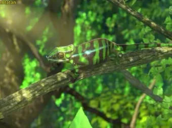 斑马百科：非洲动物世界探秘