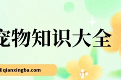 宠物知识大全项目课程：真正的蓝海小众稳定收益项目