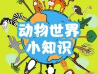 儿童睡前故事：精灵袋鼠妈妈播音《动物世界的77个小知识》77集