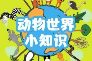 儿童睡前故事：精灵袋鼠妈妈播音《动物世界的77个小知识》77集