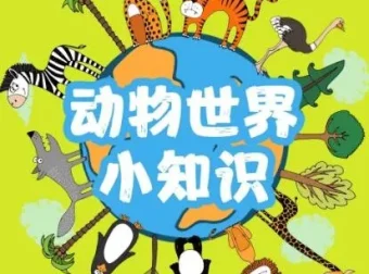 儿童睡前故事：精灵袋鼠妈妈播音《动物世界的77个小知识》77集