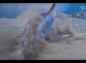 斑马百科：哺乳动物全解析——从特征到行为