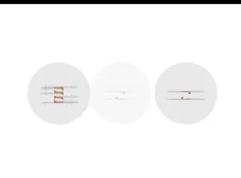 高二生物必修课：陈旭晨精讲基因工程与发酵技术