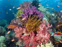 620本幼儿园绘本及教学视频：全面提升儿童阅读与学习能力