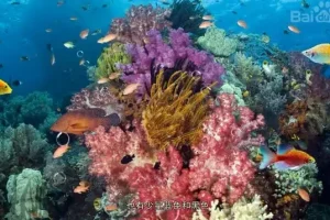 620本幼儿园绘本+教学视频：全面提升儿童阅读与学习能力