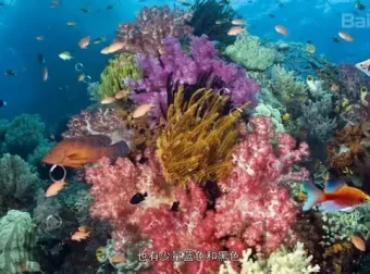 620本幼儿园绘本及教学视频：全面提升儿童阅读与学习能力