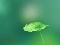 历史存在本体论精讲：6节视频与音频课程