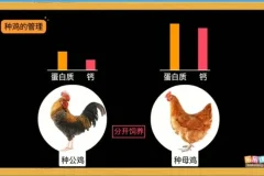 乐乐课堂生物动画大百科：6 – 15岁孩子趣味生物学习指南