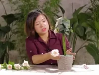 20节插花视频教程：解锁花艺技巧与生活美学