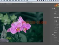 兰花摄影与后期技法课程 主讲：朱建华老师
