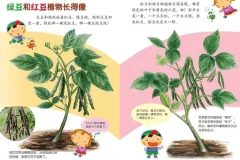 儿童健康科普绘本《豆豆食物》PPT