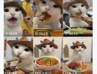 抖音可爱猫咪生活日记视频，新手副业涨粉变现全攻略
