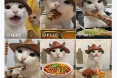抖音可爱猫咪生活日记视频，新手副业涨粉变现全攻略