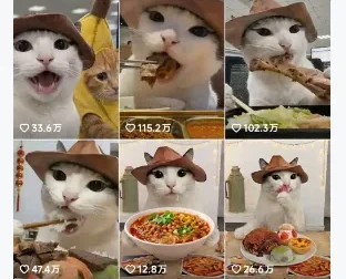 抖音可爱猫咪生活日记视频，新手副业涨粉变现全攻略